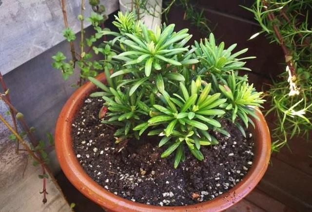 「特别」家里养这4种植物,旺财镇宅,净化空气又好看,养一盆特别值