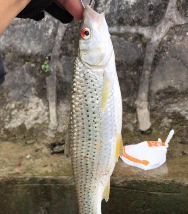  『浪费时间』阴雨天鱼口会更好？不懂分辨真正好天气，出门钓鱼等于浪费时间