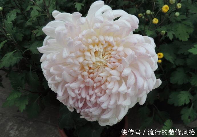  玫瑰@喜欢玫瑰，不如养盆“珍稀菊花”国华大社，大气好看，淡雅美丽！