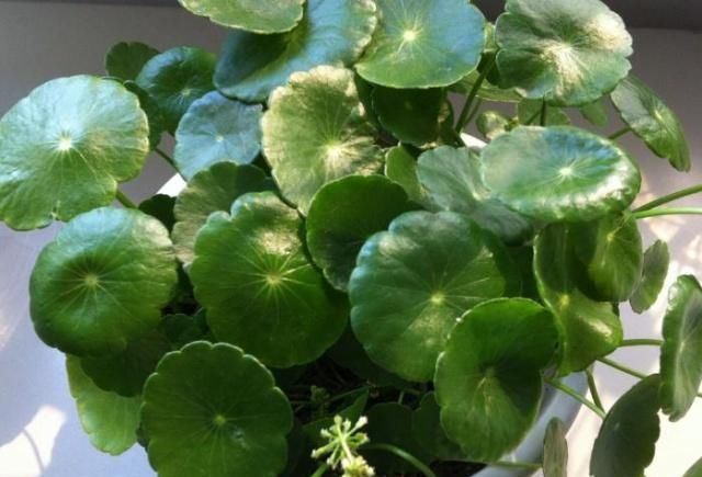  「绿豆放入」阳台养铜钱草，吃点“天然氮肥”，一分钱不花，变成“大荷叶”