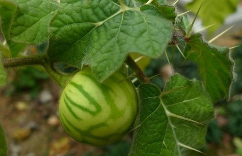  #不知#生在房前屋后，却常被人忽略，熟不知此果实的宝贵，价值