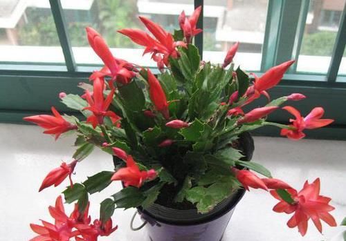  『蟹爪兰』'爱吃醋'的3种花卉，投其所好，枝叶茂盛，花朵娇艳漂亮