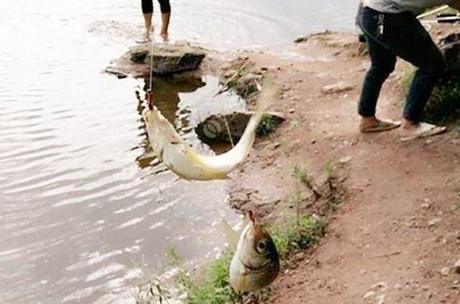 主攻鲫鲤草鱼，中秋节放假去水库垂钓，就使用这两款配方！