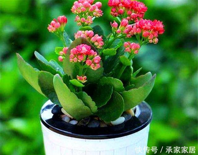 「盆地土壤」长寿花老桩开花难?根系受损是关键,做好3点,根系健壮开花多