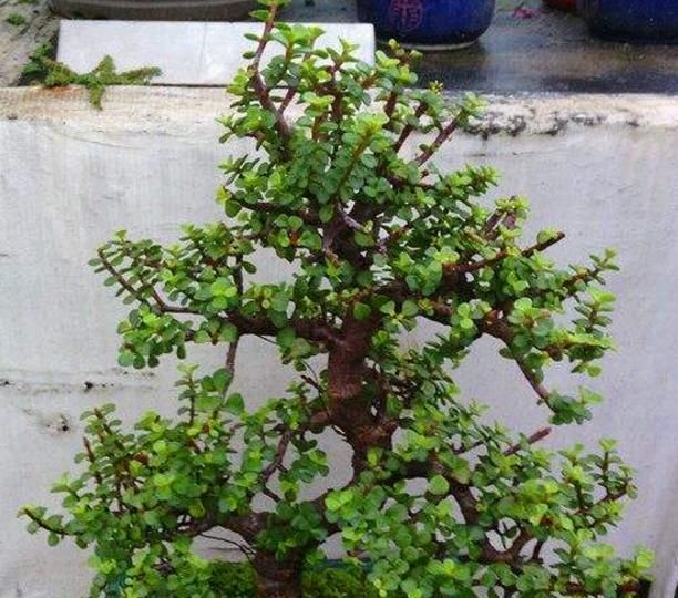  「花养」花养腻了，试一试这“2种树”，木质化速度快，半年后成“盆景”