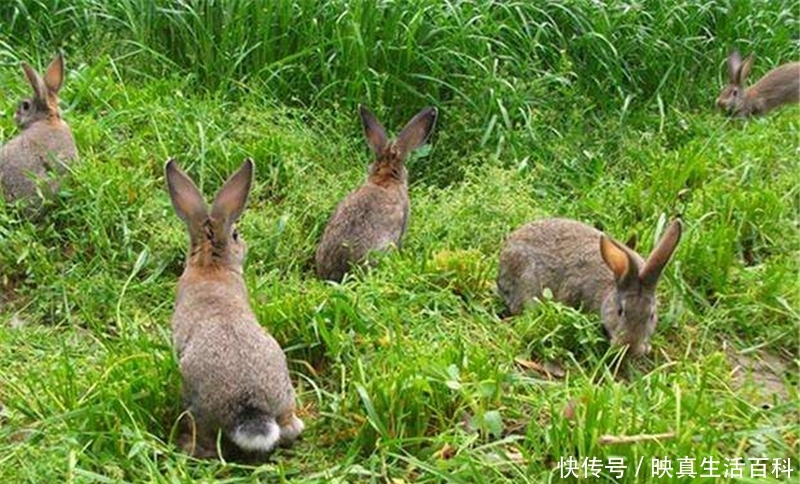 野生一斤140元难买到，养殖一斤40元，繁殖快却很少人养