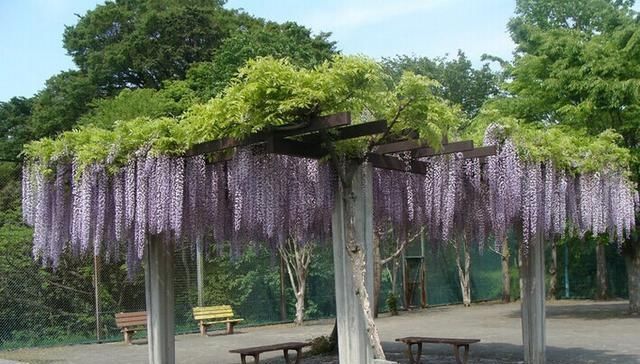  「爬藤花卉」春季此花院子里要栽2株，开花绚烂，花香不输桂花，好养易成活