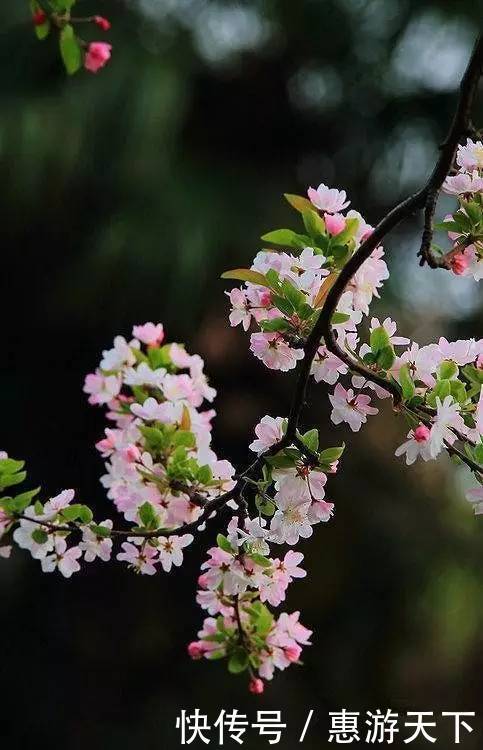 人间三月，桃红柳绿，杏花春雨，最美江南！
