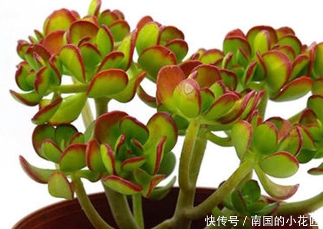  【宝珠配土】如宝扇一样美的多肉达摩宝珠，养护少放颗粒多浇水，快速长成老桩