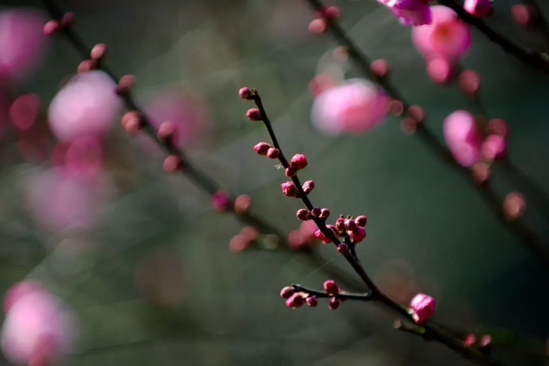 风景 | 壁纸福利！一大波梅花美图等你接收，周末去看正好！