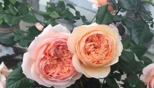  优秀■此花又名“真优秀”，花香浓郁，花色好看，极为好养，几乎零差评