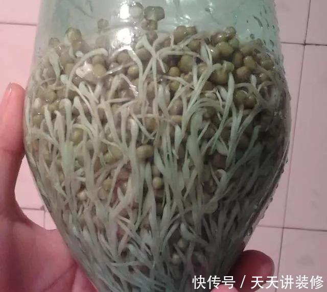 『扦插』养护神器：塑料瓶千万别扔，用来养花用处多