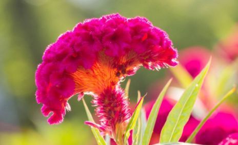  『芳香』家养此款小花，花开似牡丹，花姿清雅，芳香馥郁，美翻了整个家
