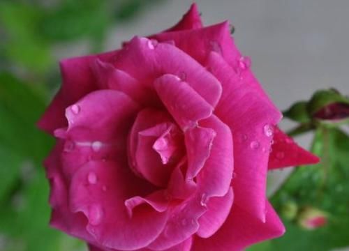  『开爆』居家养此款花，简单好养，不用费心，小花轻松开爆盆，美不胜收