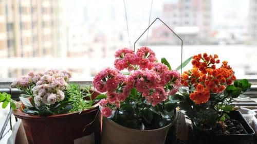  [照看]上班族种花不如种菜，不花时间照看，结得生鲜蔬菜，一家人吃不完