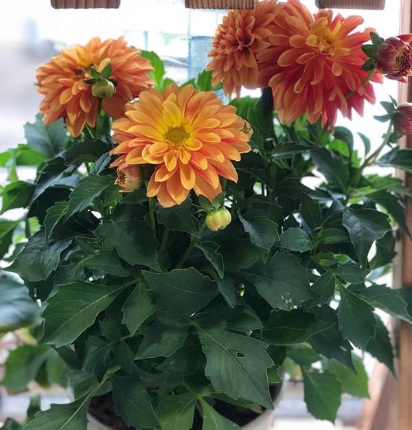 「这款」夏季种花选这款，天气越热，花开越美，花期长达半年，是盆栽佳品