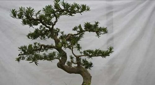 树形■养罗汉松盆景,怎样养出优美树形,增加观赏性