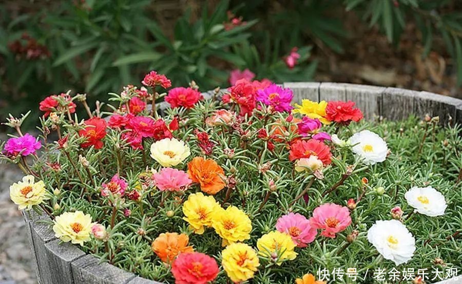  『适合』这几种便宜又好养的花草，养一盆天天有花赏，最适合新手