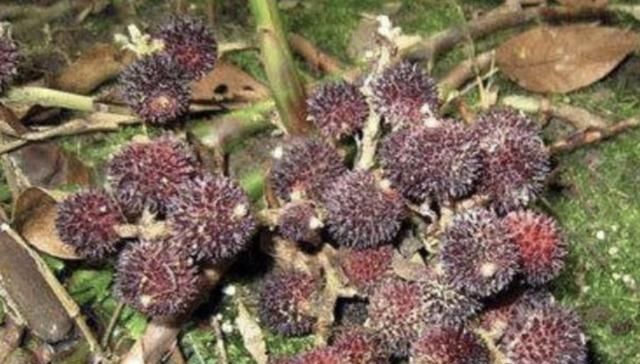  地面|在山沟里，1种野果像“杨梅”，果子却在地面生长，珍贵、