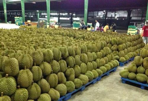 中国游客在泰国买2个榴莲，结账时懵了：怎么这么便宜？