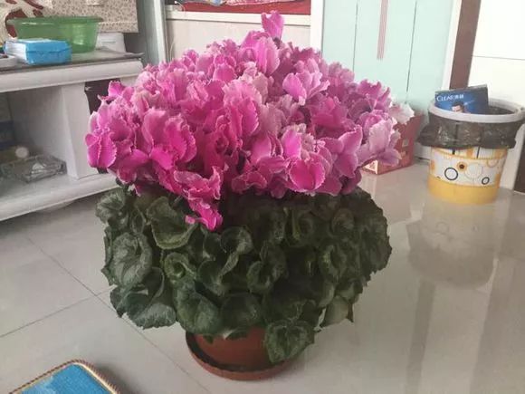 「长势」花友家的仙客来长势非常喜人,每年都开爆,真美!~