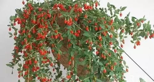  「花朵」阳台种这8种植物，不仅漂亮，年年夏天都不热了