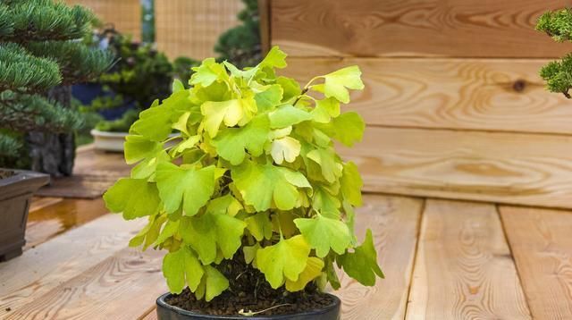 银杏盆景的制作(观赏银杏的最佳季节)