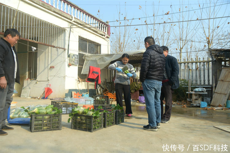  王大哥@农民种植大棚萝卜，4亩创造出6万元效益，农业专家功不可