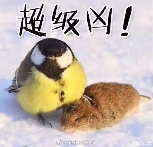 南宁网警提示械斗视频疯传南宁人朋友圈，辟谣专用章再次上线！