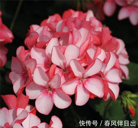 『漂亮』新手喜欢在家中养护漂亮的花卉,就可以选择3种花,美丽优雅妖娆