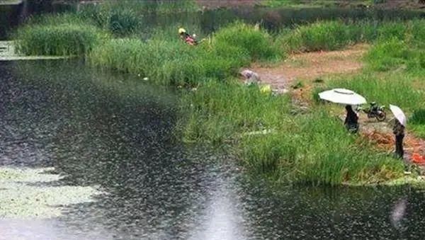  「细雨的天气」春季钓鱼，为啥下雨天鱼最好钓?原来有这么多讲究!