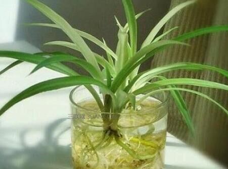  『解决』水培绿植里放条鱼，烂根黄叶都解决，更具美感，冬天绿叶呼呼长！