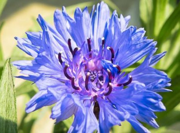 「皮实」养花太操心?5款“皮实”的花卉,阳台开成小花园,花朵烂漫迷人