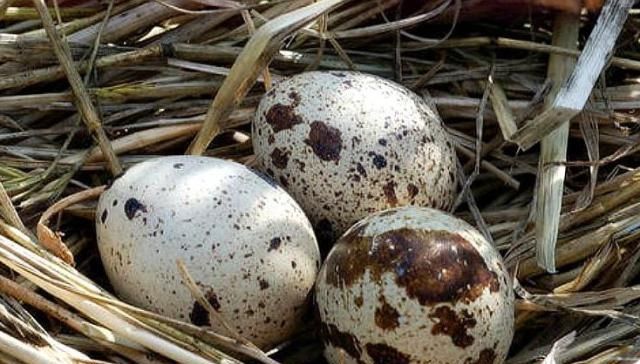  「鹌鹑」农村养殖鹌鹑，以前不赚钱，这位80后养殖后变废为宝赚