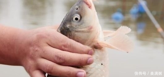 『灵好』钓野生鲤鱼,调漂调钝好还是调灵好?我来教你,学会后使劲上大鱼