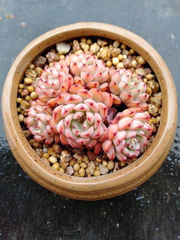  #肉语#肉圈里的多肉“暗语”，这些你都知道吗？教你学说肉言肉语