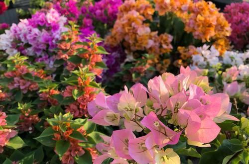  「三角梅」爱三角梅的花友们，哪些品种勤开花，哪些品种开花懒