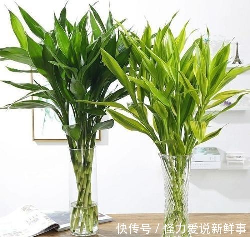 \"l1\": \"黄的粉的红的白的,小区的月季花开啦\"}"家里适合什么植物好,有什么寓意?
