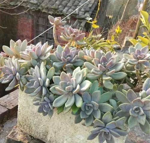  种多肉植物：多年前，这种“多肉”在农村“成灾”，皮实爆盆快，是麻雀的最爱