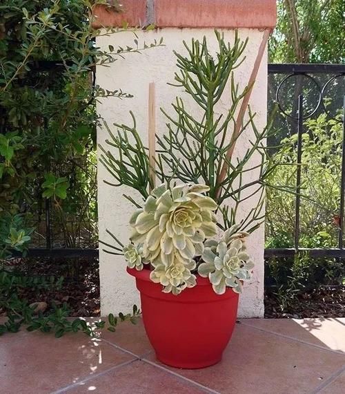  家里■养家里的光棍树枝条长得特长，剪下来水培扦插，根很快冒出来