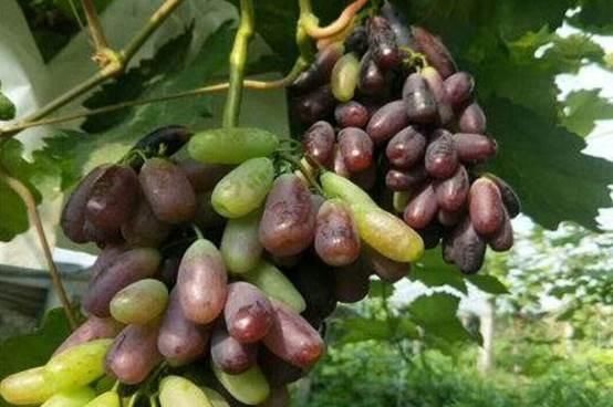  盆中：盆栽葡萄必备知识，这个一定要了解