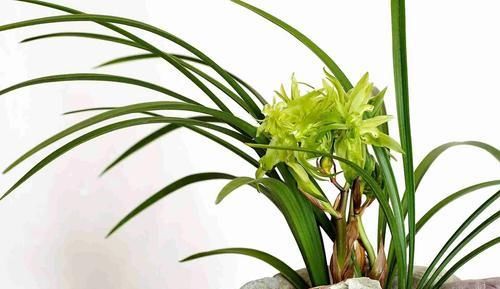  养护兰花@兰花一冒新叶老叶就发黄？排除3个雷区，新芽蹭蹭冒，开花开爆盆