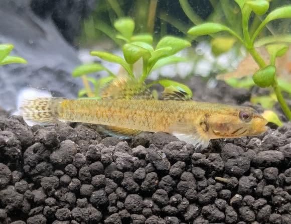  「虾虎鱼」你对原生鱼了解吗？几张图让你体会原生鱼之美