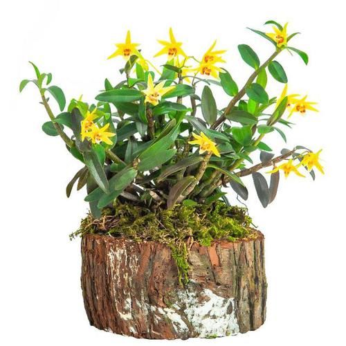  [石斛]盆栽石斛花，养护有技巧，开花一串串，花如瀑布，美似秀发