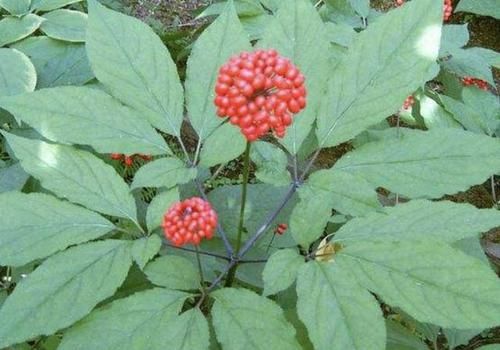  「植物」1种野生的植物，常被称为“人参花”，遇见是幸运，1斤能卖“60”
