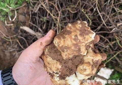 『作物』埋了就能活,亩产5千斤,价格也不错,却没几人愿意种