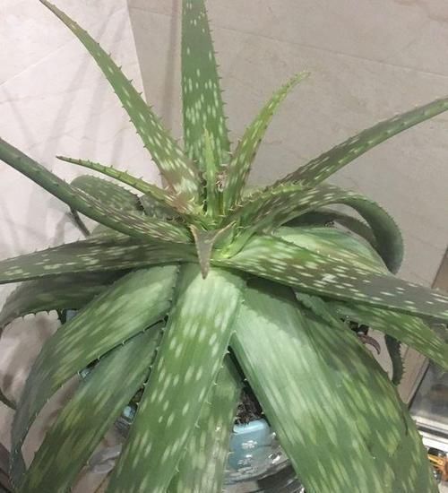  「家里」家里种植的芦荟，叶子下垂，科学种植是关键