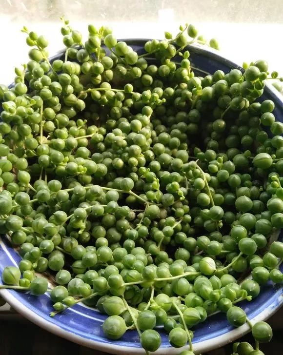  吊兰快速■养珍珠吊兰，公园挖点腐叶土，珠子圆润饱满，30天长到1米长