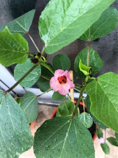  『泡茶』洛神花被称作“植物红宝石”，拿来泡茶酸甜爽口，老人孩子都喜欢