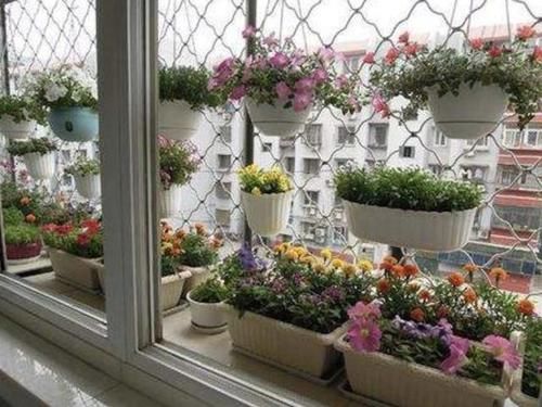 养花:想在南阳台养花,将“3个秘诀”掌握好,阳台成“花海”,美!